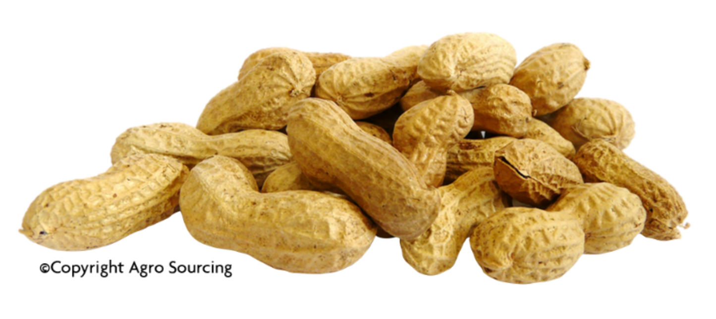 Agrosourcing -- Arachides bio en coque (origine Egypte) - vrac 2x2,5kg